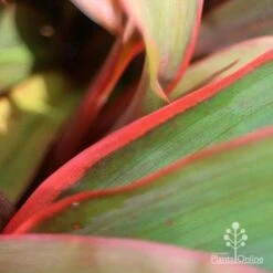 Cordyline Fruticosa Tangelo -Outdoor Garden Store tangelo leaf close