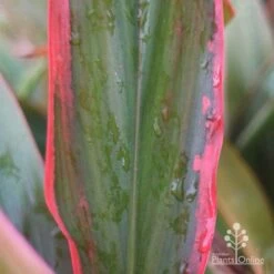 Cordyline Fruticosa Tangelo -Outdoor Garden Store tangelo leaf colour