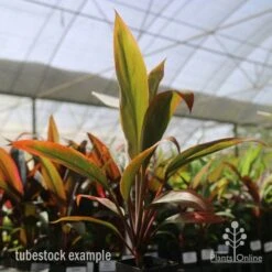 Cordyline Fruticosa Tangelo -Outdoor Garden Store tangelo tube in nursery