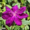 Tibouchina Purple Star 2 Tibouchina Purple Star -Outdoor Garden Store tibouchina purple star full open