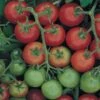 Tomato Tommy Toe - Seed -Outdoor Garden Store tomato tommy toe 500 1
