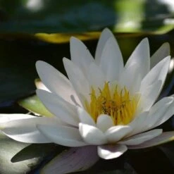 Water Lily Hermine - 1 Bulb -Outdoor Garden Store water lily shade