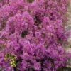 Chamelaucium Free Spirit - Waxflower -Outdoor Garden Store waxflower free spirit 1