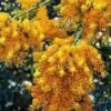 Australian Wildflower WA Christmas Tree - Seed -Outdoor Garden Store west australian christmas tree