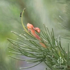 Featured Products -Outdoor Garden Store woollybush and ant 500