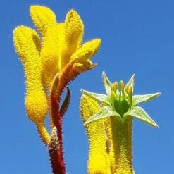 Anigozanthos Yellow Gem - Kangaroo Paw -Outdoor Garden Store yellow gem paw