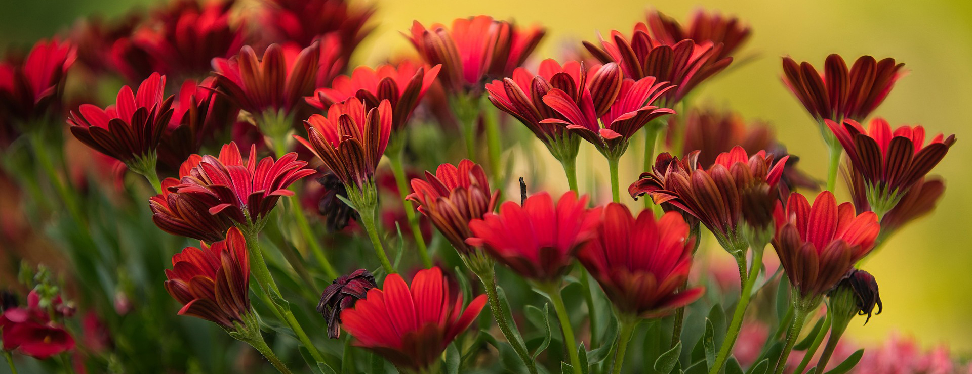 Front Page -Outdoor Garden Store flowers 8081925 1920